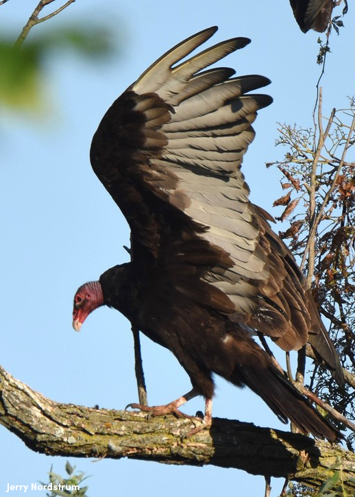 How to identify a turkey vulture and other Iowa raptors | Iowa DNR
